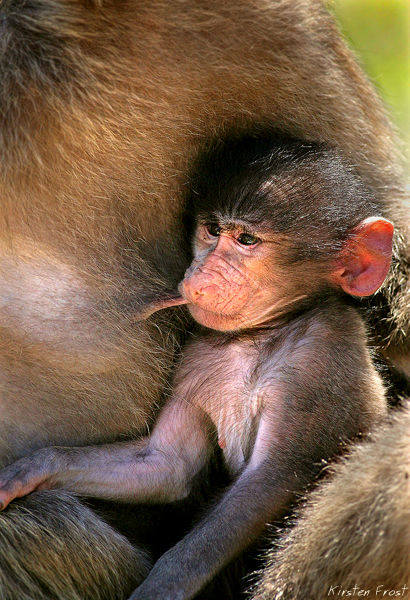 Chacma Baboon